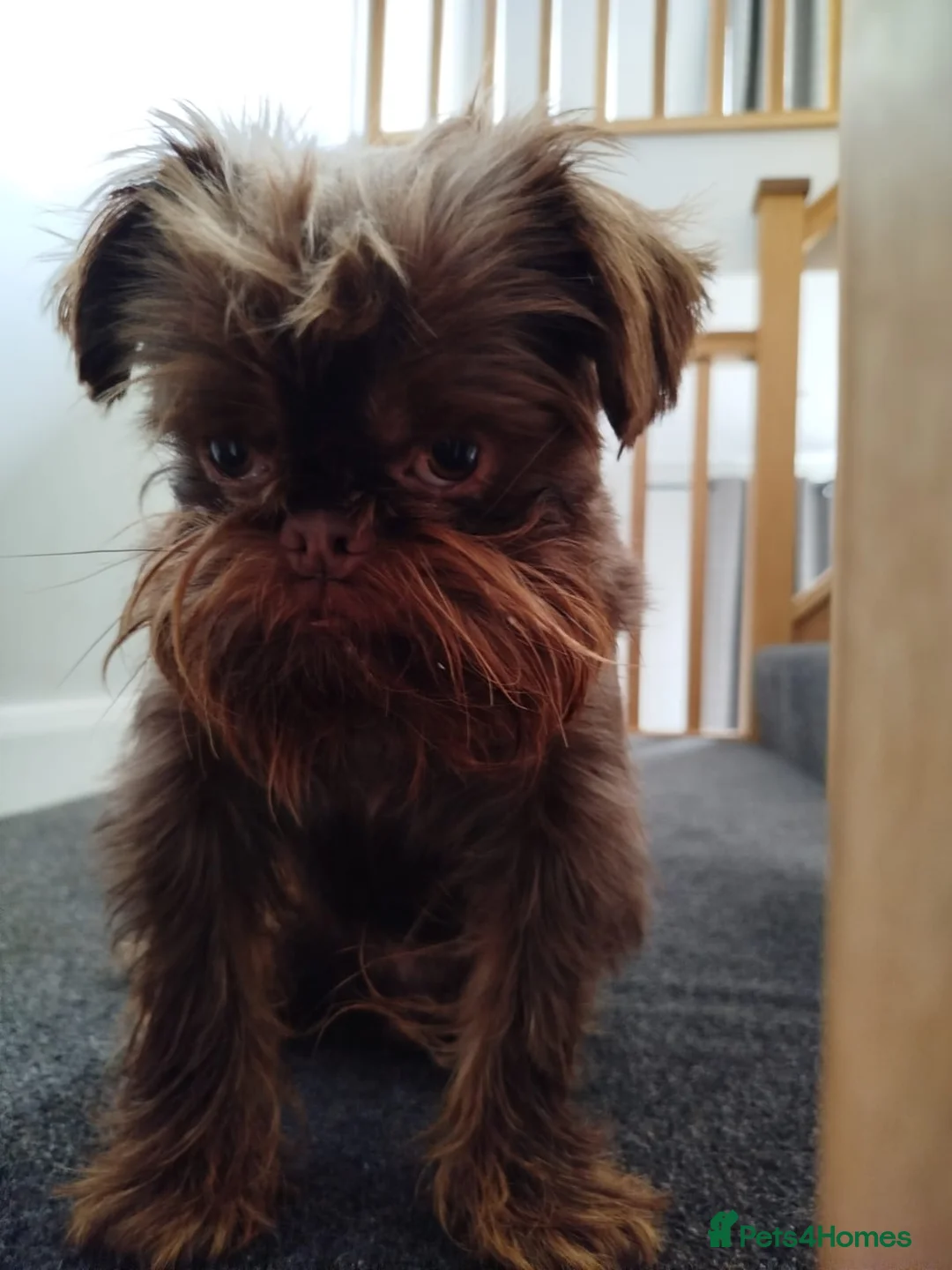 Griffon Bruxellois dogs for sale: Adorable chocolate boy - Advert 15