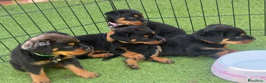 Rottweiler 6