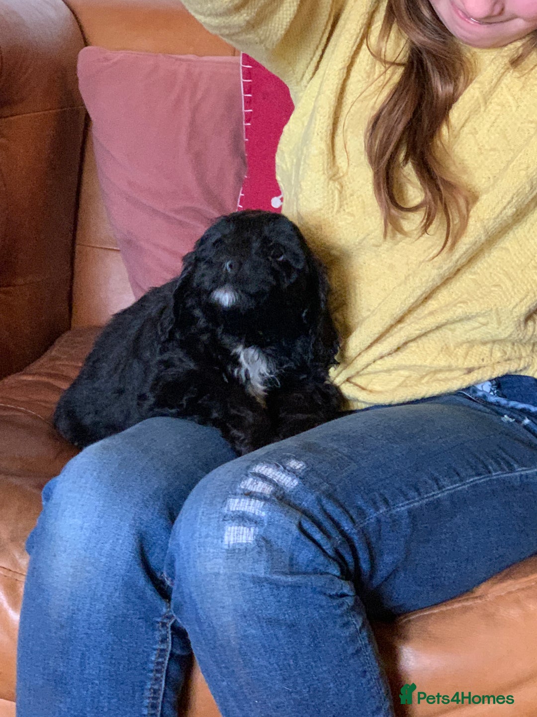 Cockapoo dogs for sale: Small Curly Cockapoo Puppies For Sale - Advert 16