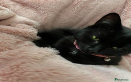 Bombay cats for sale: 2 female cats - Image 7