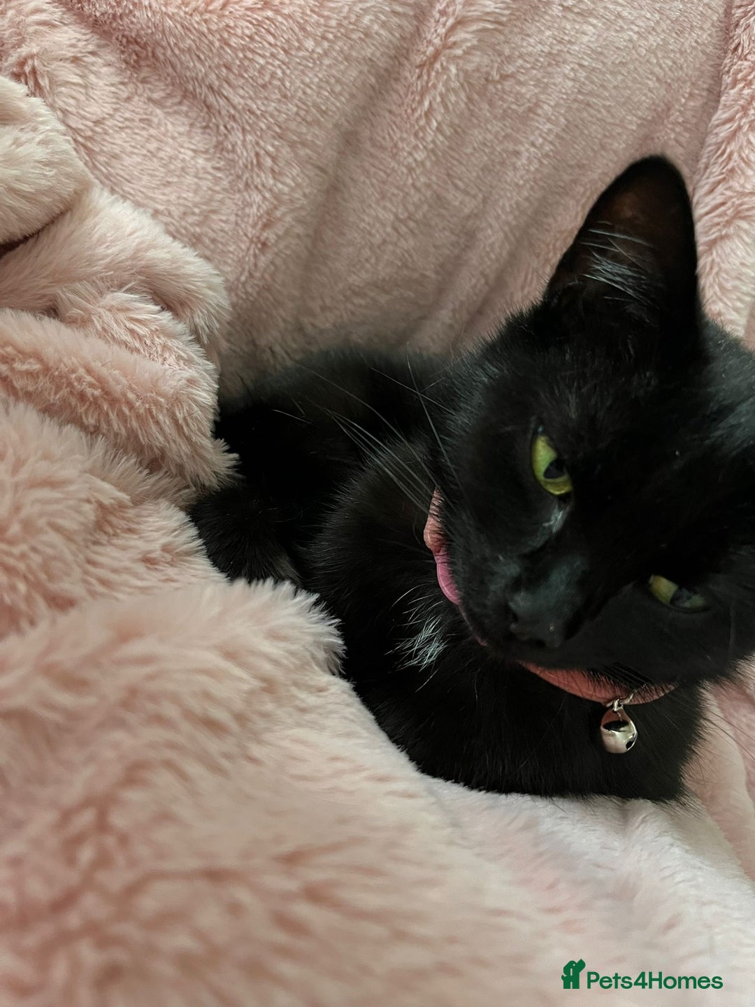 Bombay cats for sale: 2 female cats - Image 7