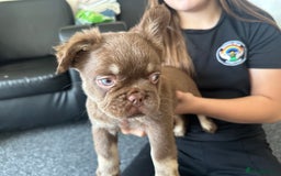 French Bulldog dogs for sale: Nice French puppies  - Image 4