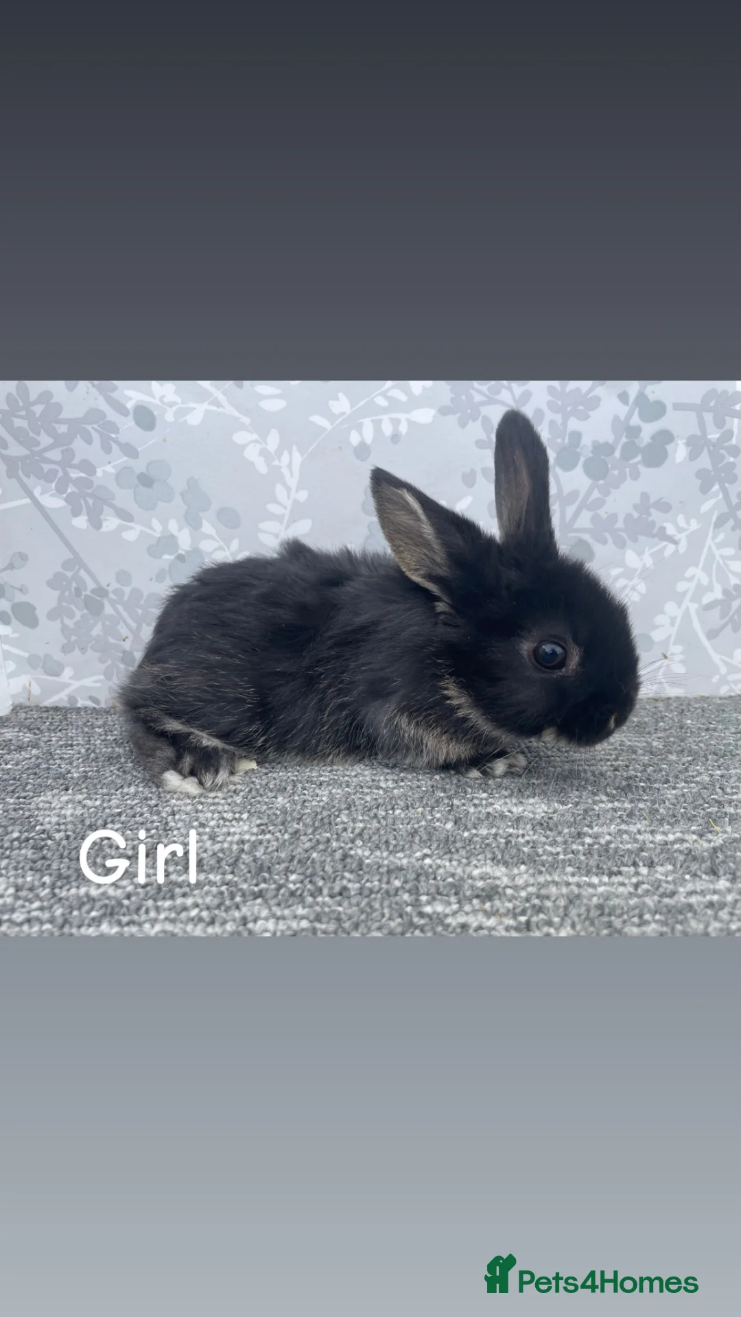 Mini Lop rabbits for sale: READY TO LEAVE NOW Mini lops  - Advert 4