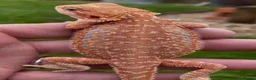 Bearded Dragon reptiles for sale: Bearded Dragon 5* Licensed Breeder Red Orange Blue in Castle Cary - Advert 9