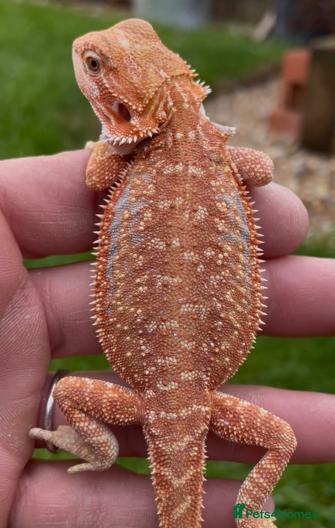 Bearded Dragon reptiles for sale: Bearded Dragon 5* Licensed Breeder Red Orange Blue in Castle Cary - Advert 9