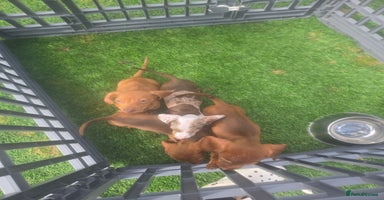Miniature Dachshund dogs - Advert 1