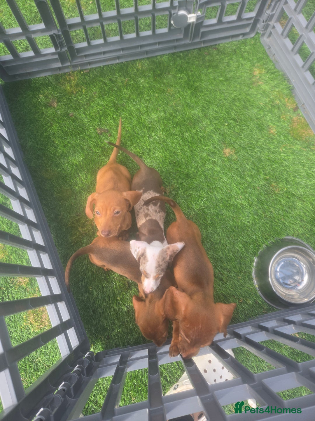 Miniature Dachshund dogs for sale: 4 gorgeous miniature daschunds - Image 2
