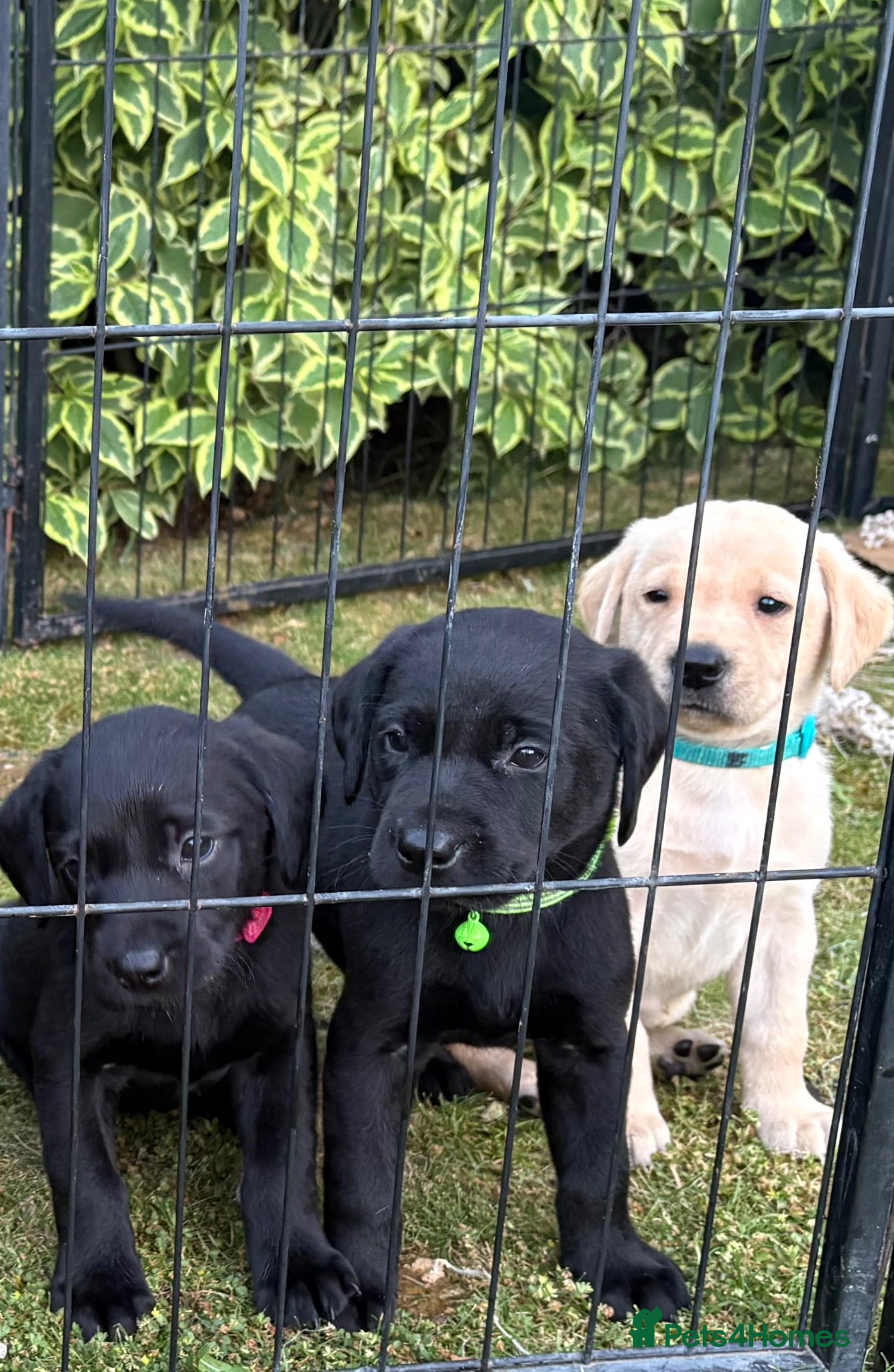 Labrador Retriever dogs Labrador puppies, male and female  - Advert 1