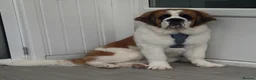 Saint Bernard dogs for sale: REHOME MALE SAINT BERNARD- CHESTER - Advert 2