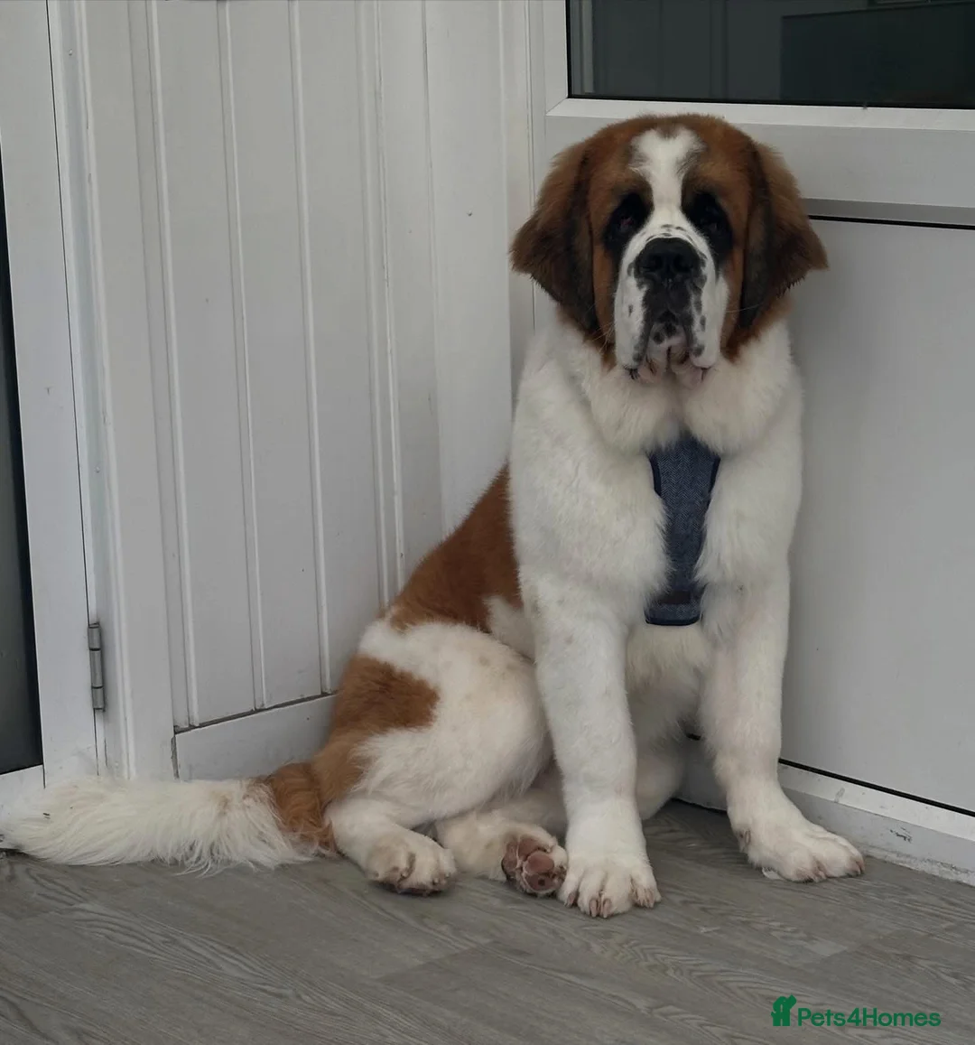Saint Bernard dogs for sale: REHOME MALE SAINT BERNARD- CHESTER - Advert 2