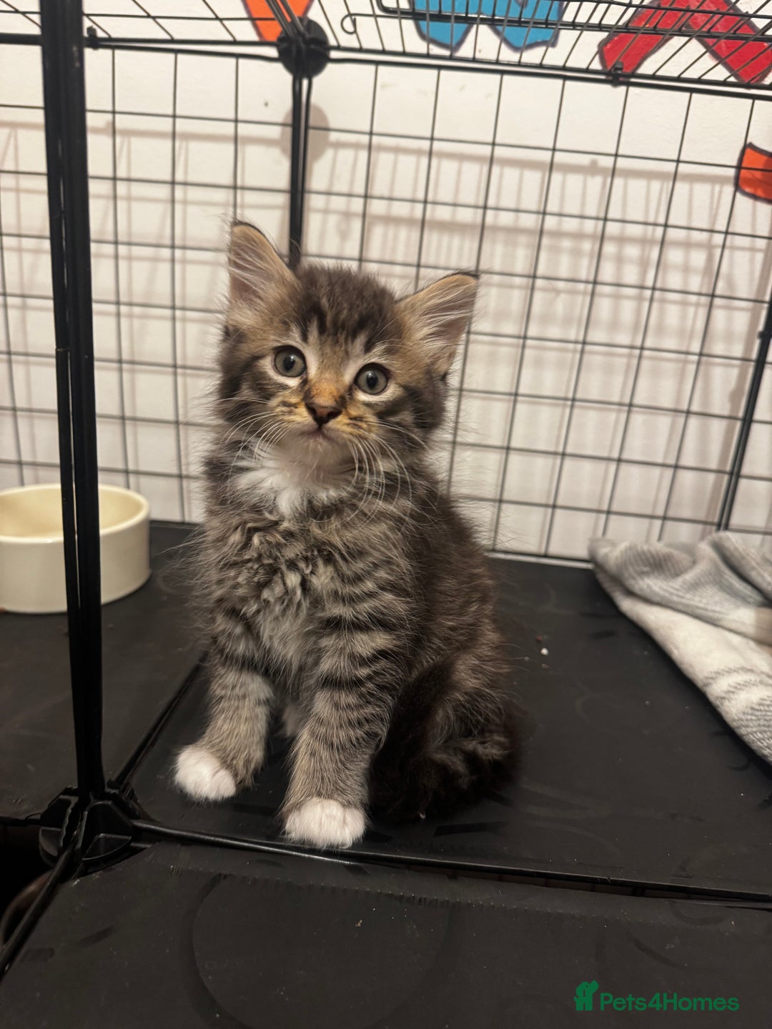 Mixed Breed cats for sale: Kittens 🐈🐈‍⬛ - Advert 6