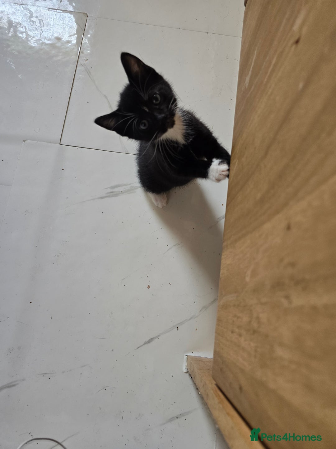Mixed Breed cats for sale: 5 BEAUTIFUL KITTENS LOOKING NEW HOME  - Image 7