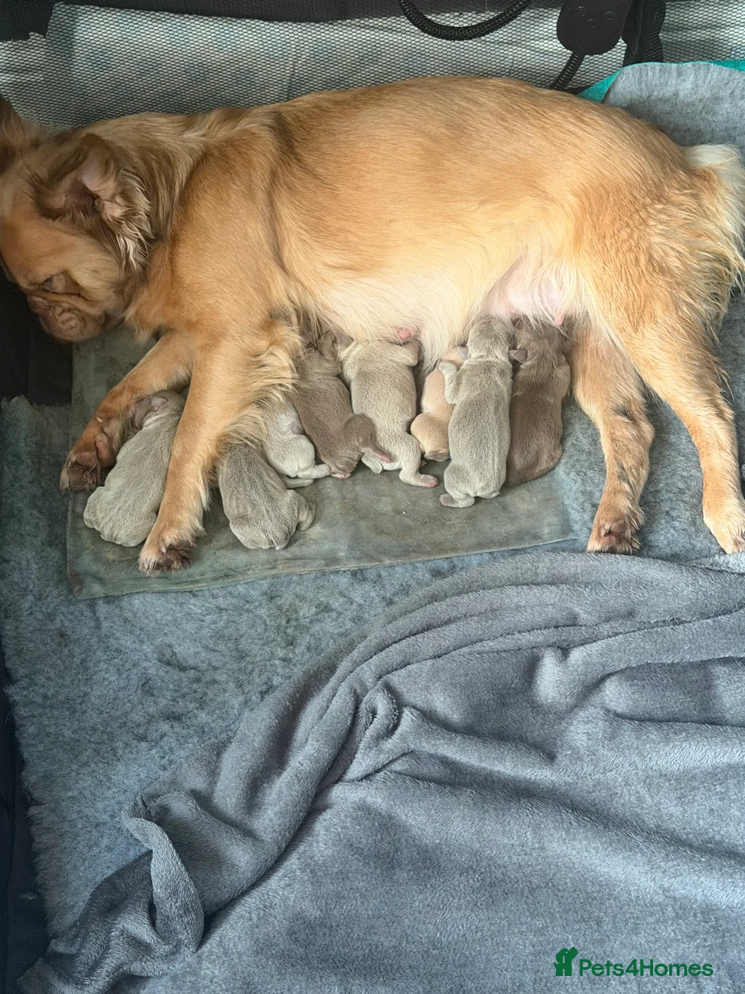 French Bulldog dogs for sale: Adorable French Bulldog Puppies - Advert 2