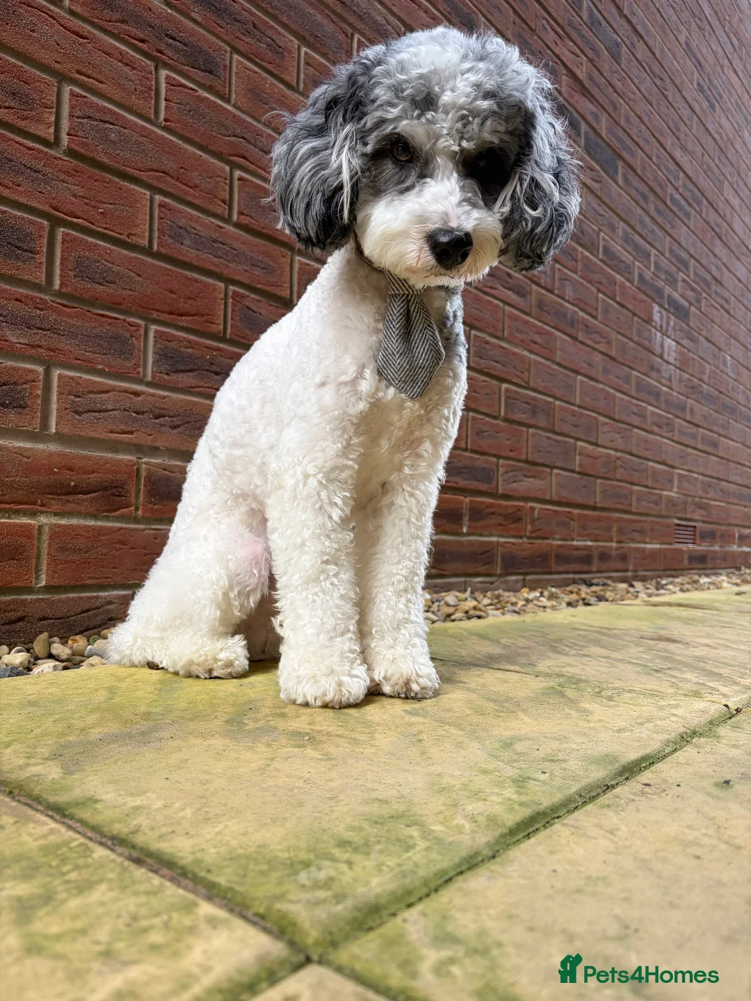 Cavapoo dogs for stud: 🐶 Muffin – Merle Cavapoo Stud Available 💙 - Advert 5