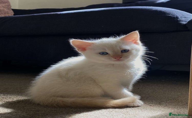 Mixed Breed cats - Advert 2