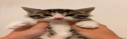 Domestic Shorthair cats for adoption: Adorable Kittens Looking for Their Forever Homes  - Advert 15