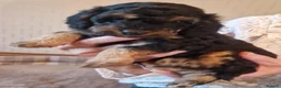 Cockapoo dogs for sale: F1B cockapoo puppies 2 boys 1 girl  - Advert 11