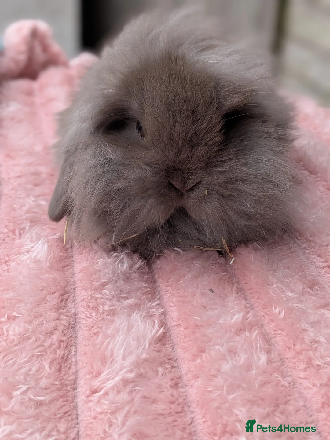 Mini Lion Lop rabbits for sale: Single main lion lops - Advert 2