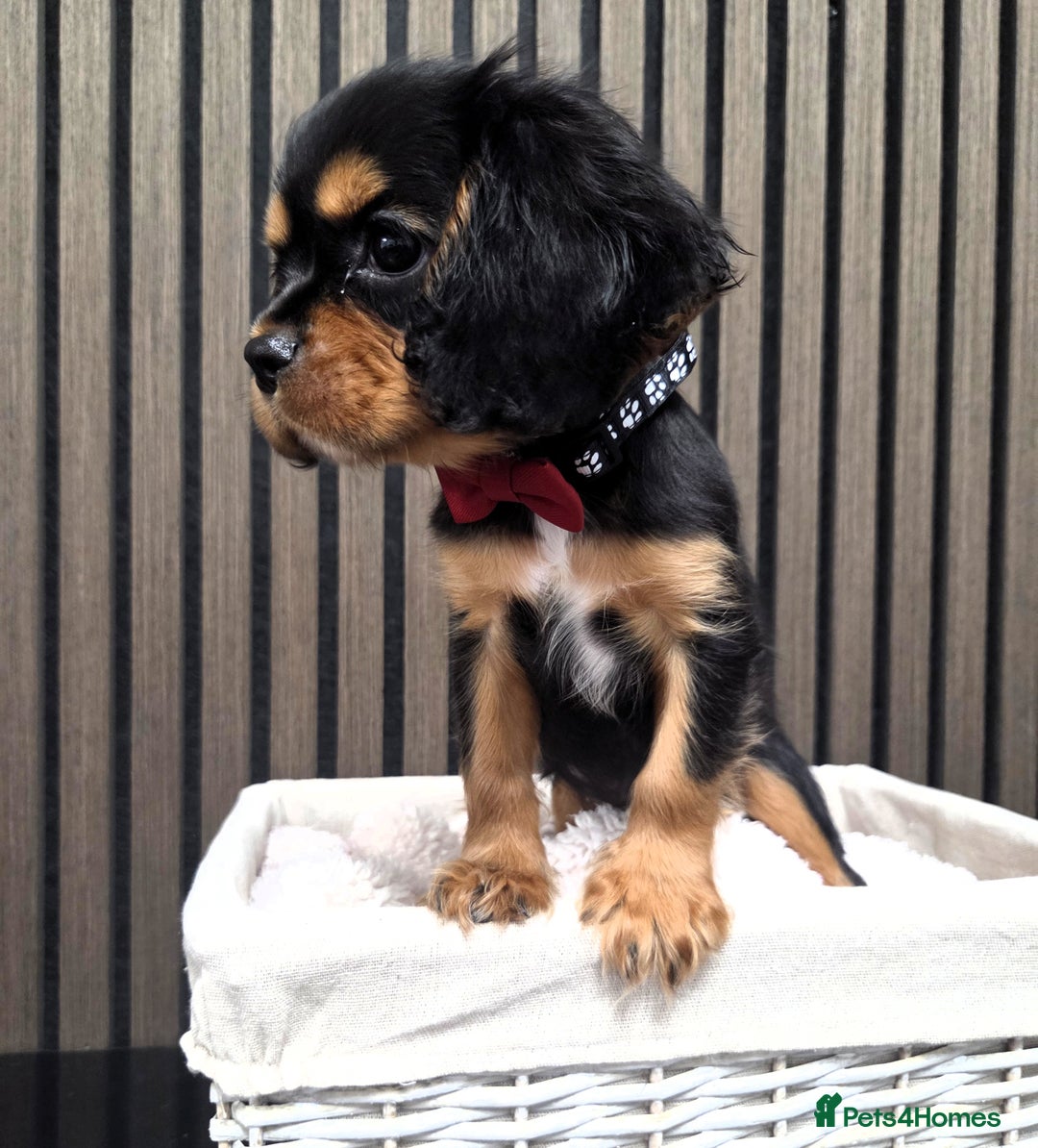 Cavalier King Charles Spaniel dogs for sale: Gorgeous Cavalier Puppies Ready2Go - Image 4