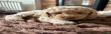 Labradoodle Puppy 1