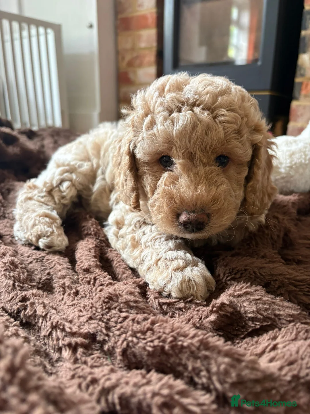 Labradoodle dogs for sale: Multigenerational miniature labradoodle in Salisbury - Advert 2