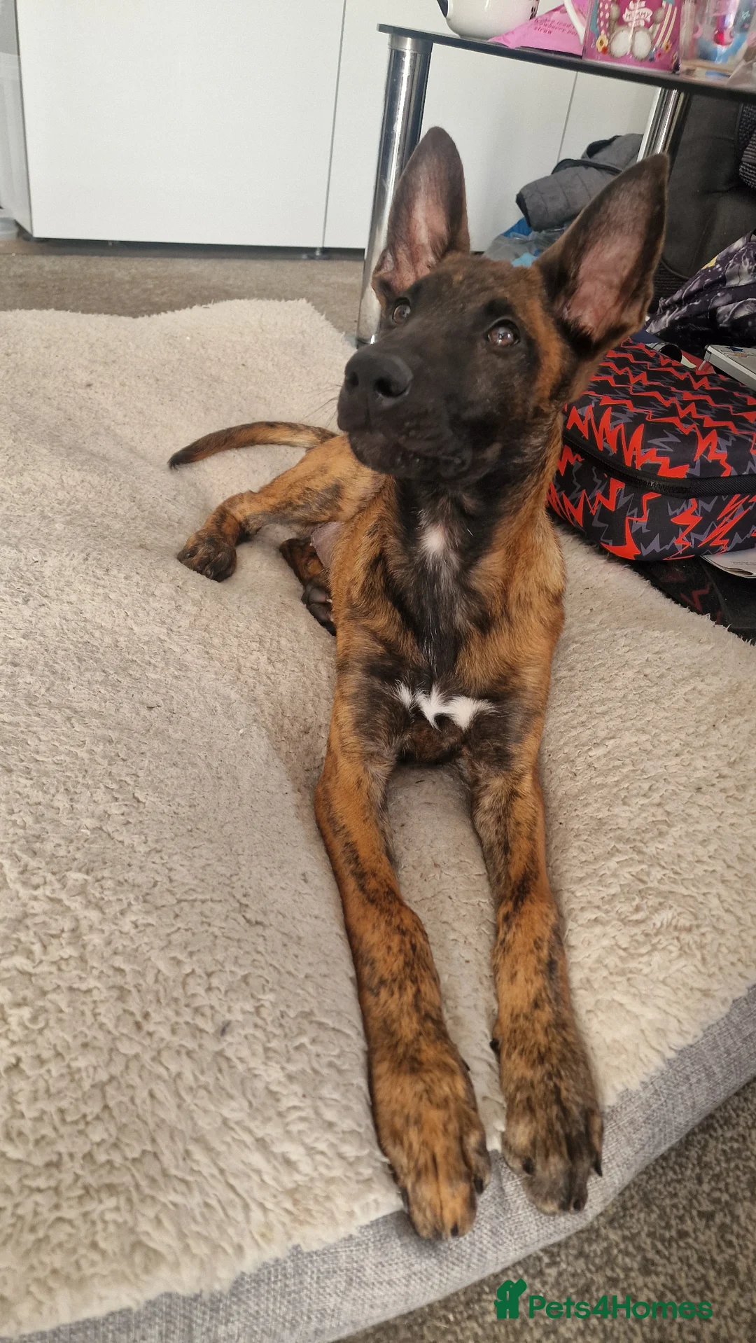 Belgian Shepherd Dog dogs for sale: Belgium malinois x Dutch hearder in Gillingham - Advert 8