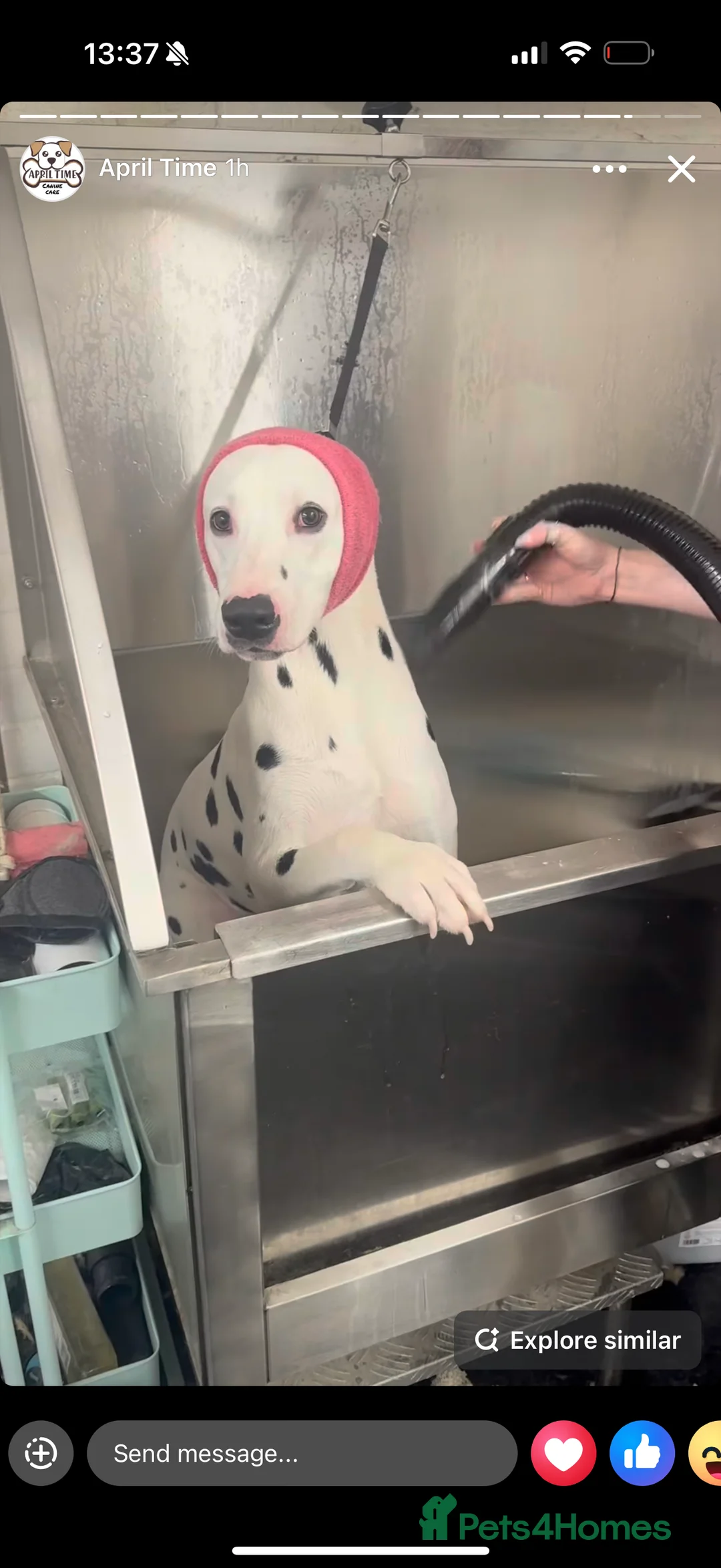 Dalmatian dogs for sale: Beautiful dalmatian in Colchester - Advert 2