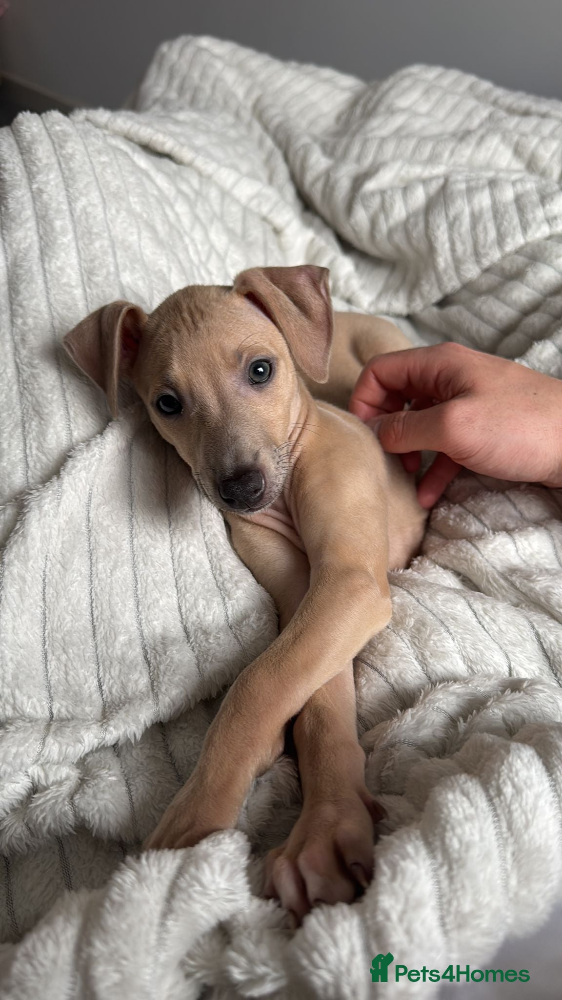 Italian Greyhound dogs **READY NOW** BEAUTIFUL IGGY'S  - Advert 1