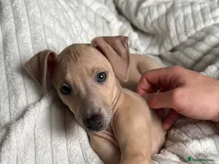Italian Greyhound dogs **READY NOW** BEAUTIFUL IGGY'S - Advert 6