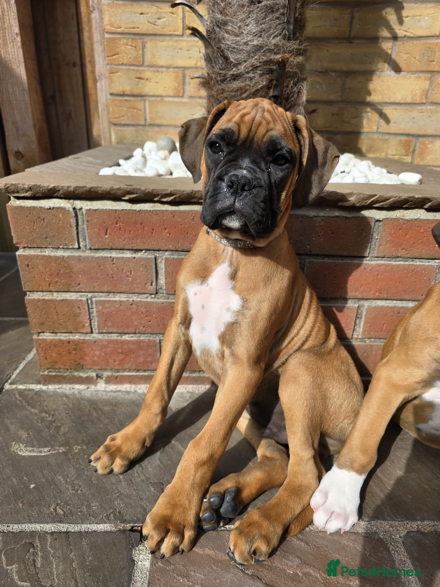 Boxer dogs Stunning boxer puppies - Advert 1