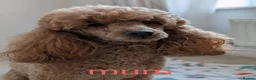 Miniature Poodle dogs for sale: Exquisite KC Registered Mini Poodles  - Advert 5