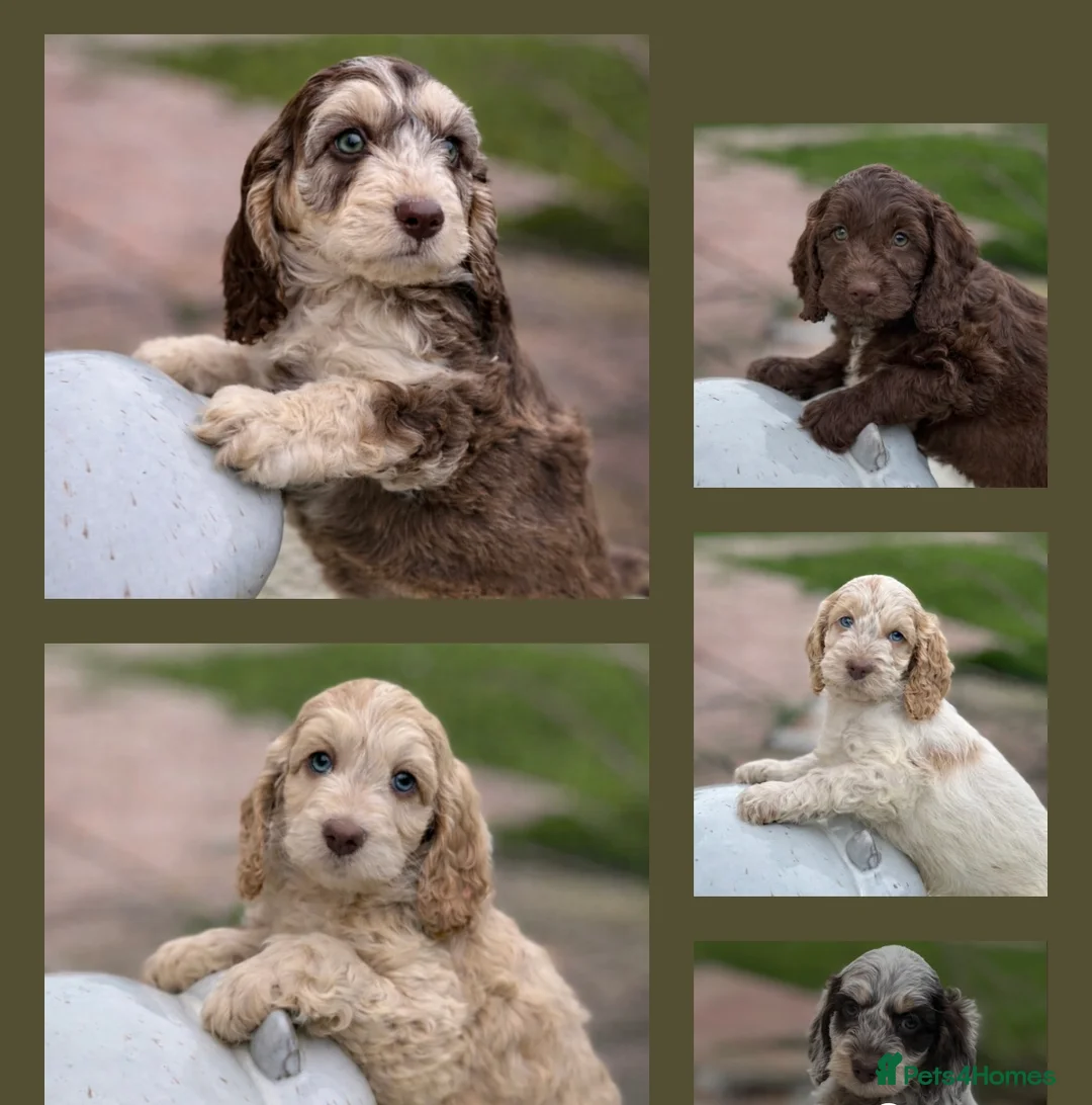 Cockapoo dogs for sale: Fabulous F1 cockapoos - Advert 5