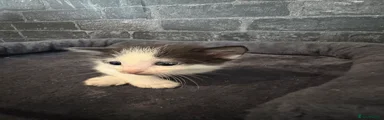 Domestic Shorthair 4