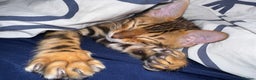 Bengal cats for sale: Stunning male Bengal  - Advert 4