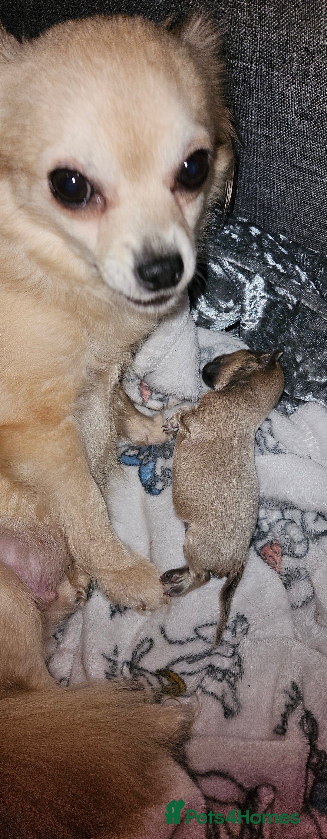 Chihuahua dogs for sale: Beautiful boy chuiuiuah - Advert 6