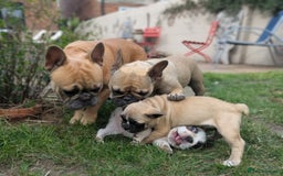 French Bulldog dogs for sale: REDUCED One Gorgeous Boy Frenchie left🐾 - Image 23