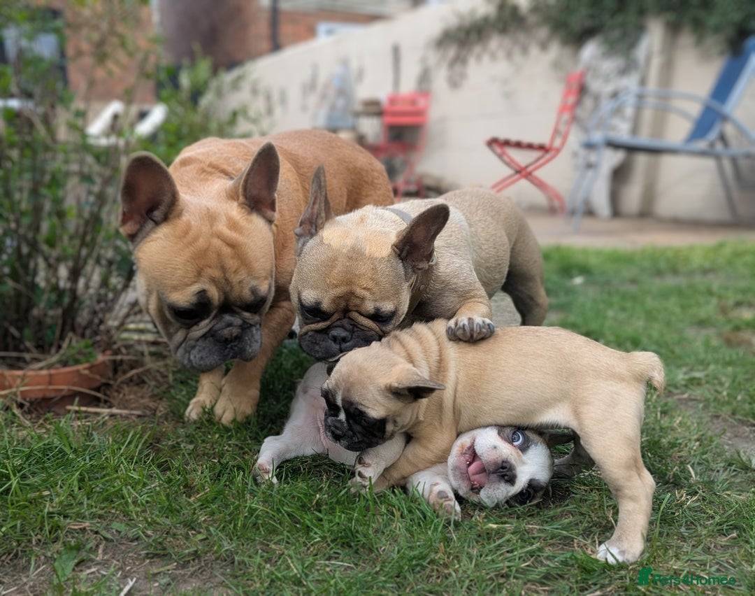 French Bulldog dogs for sale: REDUCED One Gorgeous Boy Frenchie left🐾 - Image 23