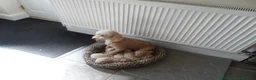 Cavapoo dogs for sale: stunning F1B cavapoo puppies health tested - Advert 1