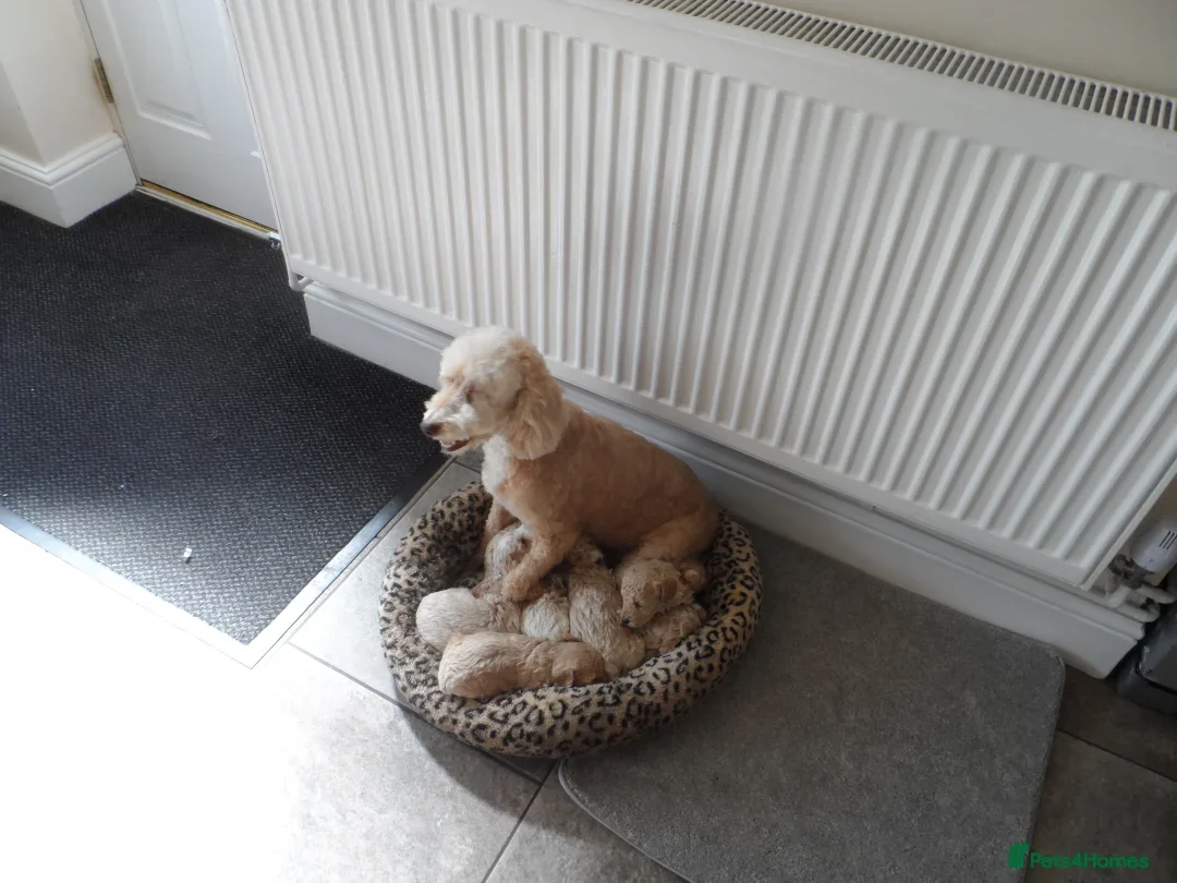 Cavapoo dogs for sale: stunning F1B cavapoo puppies health tested - Advert 1