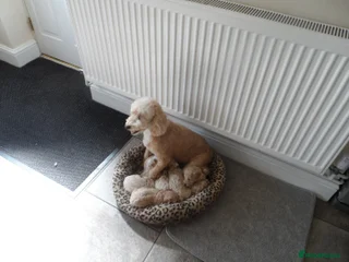 Cavapoo dogs stunning F1B cavapoo puppies health tested - Advert 8