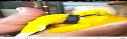 Conures birds for sale: ** all resrvd **hand reared baby suncheek conures  - Advert 2
