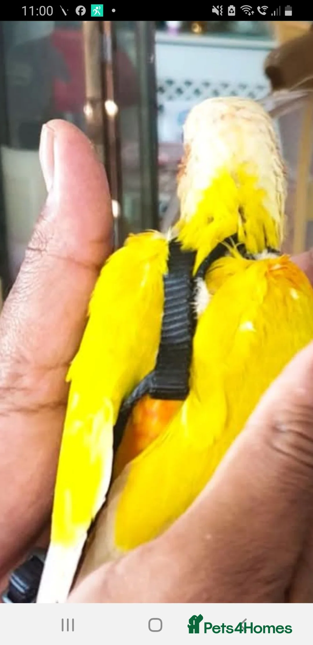 Conures birds for sale: ** all resrvd **hand reared baby suncheek conures  - Advert 2