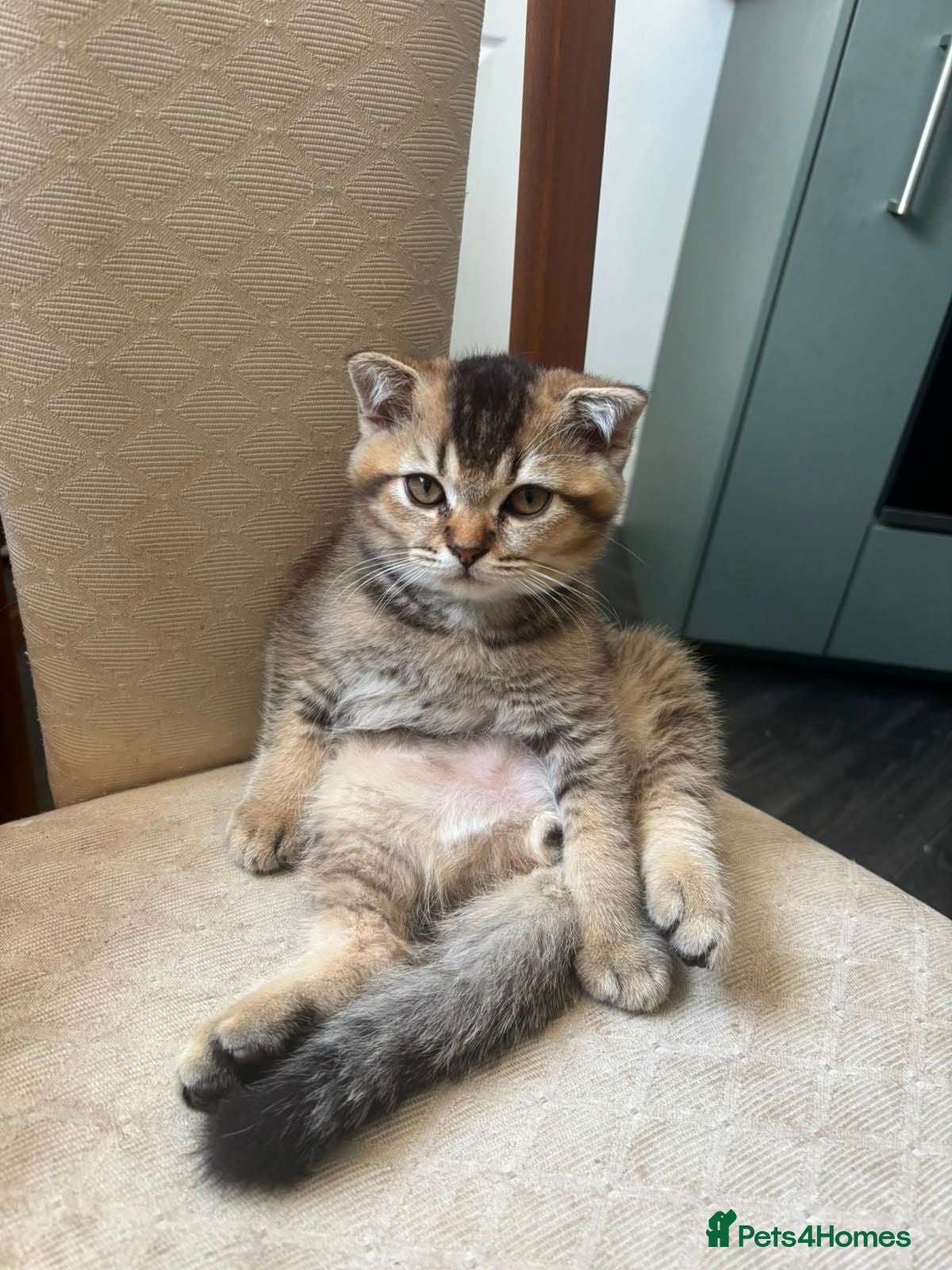 Scottish Fold cats Scottish Fold kitten - Advert 3