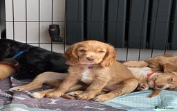 Cocker Spaniel dogs for sale: Little girl cocker spaniel puppy for sale  - Image 2
