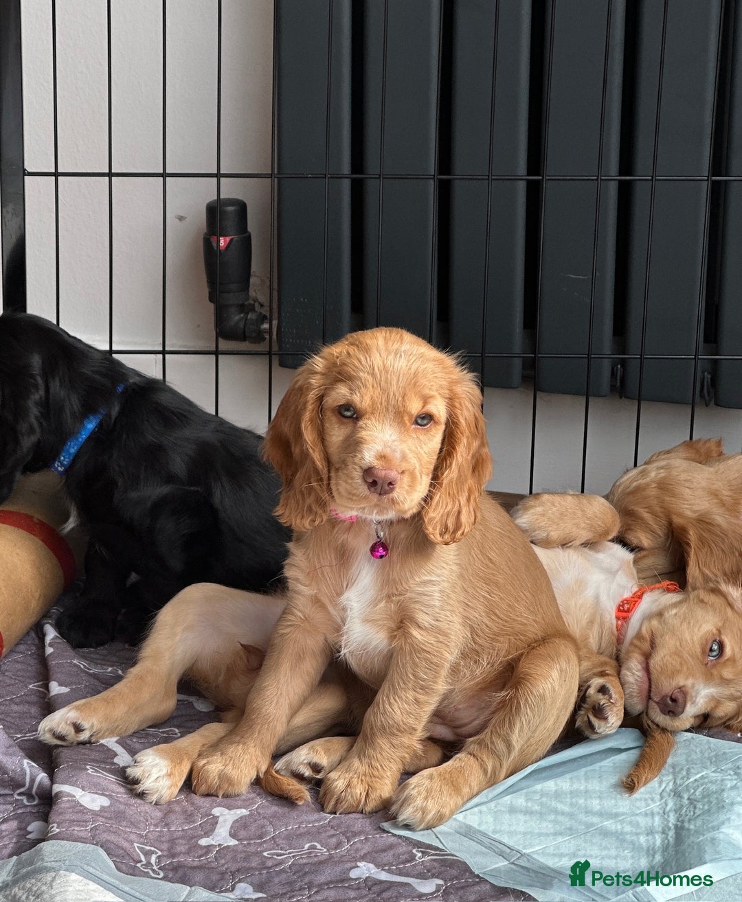 Cocker Spaniel dogs for sale: Little girl cocker spaniel puppy for sale  - Image 2