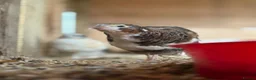 Quail poultry for sale: Coturnix Quail | Hatching Eggs, Day Olds & Older - Advert 7