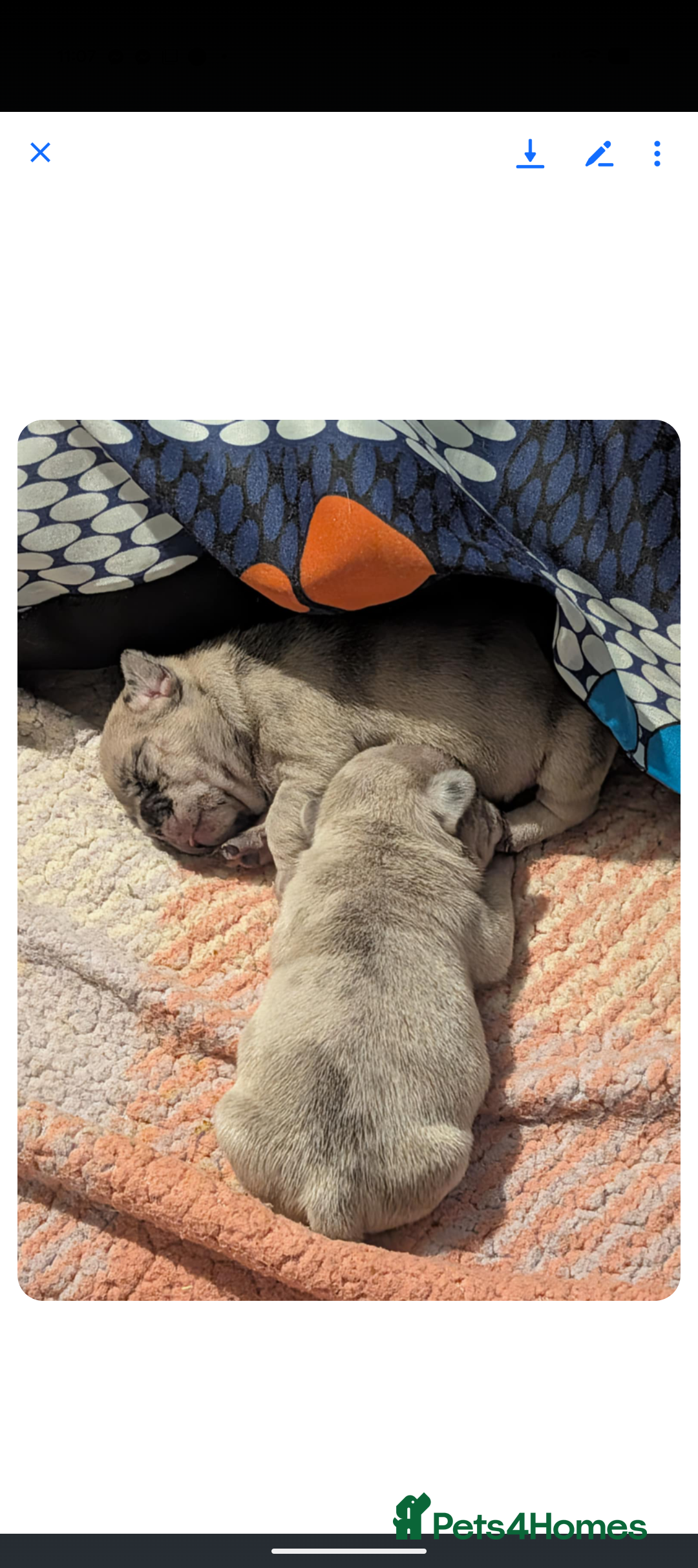 Frug dogs for sale: Beautiful litter of frugs  - Advert 11