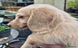 Miniature Dachshund dogs for sale: Miniature dachshunds Long haired cream KC reg  - Image 5