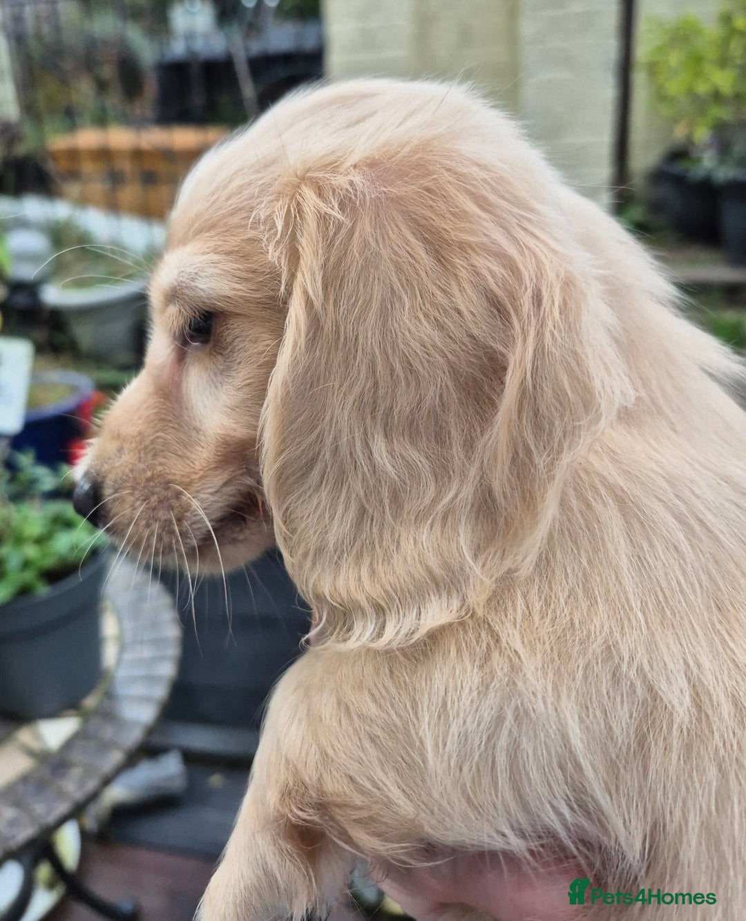 Miniature Dachshund dogs for sale: Miniature dachshunds Long haired cream KC reg  - Image 5