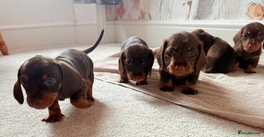 Miniature Dachshund dogs - Advert 2